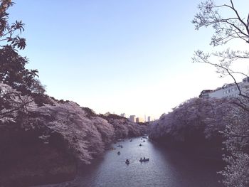 View of trees against clear blue sky