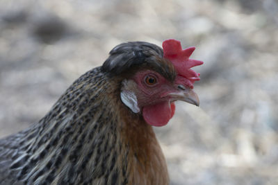 Close-up of rooster