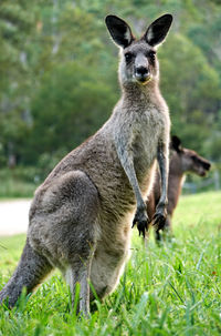 Kangaroo standing on grass