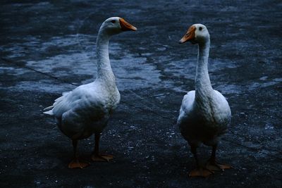 Close-up of ducks