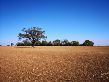 Trees on field against clear blue sky