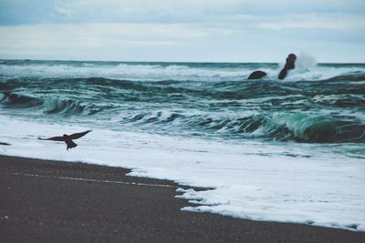 Low angle view of bird landing at seashore