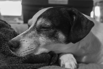 Close-up of a dog resting