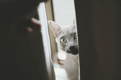 Close-up portrait of cat