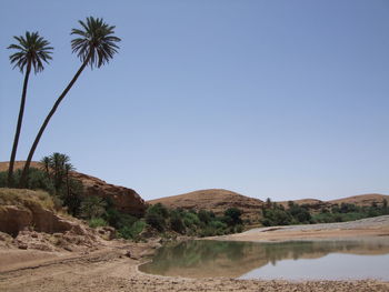 Scenic view of palm trees against clear sky