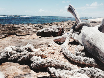 Driftwood on beach against sky