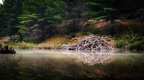 Trees by lake in forest