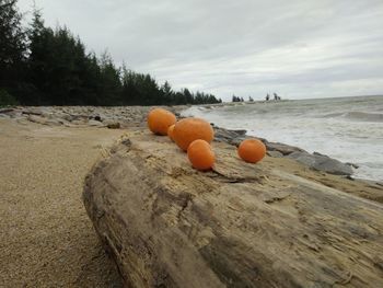 View of pumpkins on beach against sky