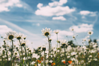 Close-up of flowering plant on field against sky