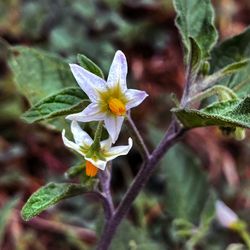 Close-up of yellow flowering plant