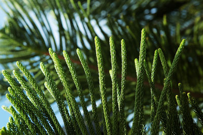 Close-up of pine tree