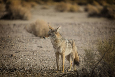 Fox standing on field