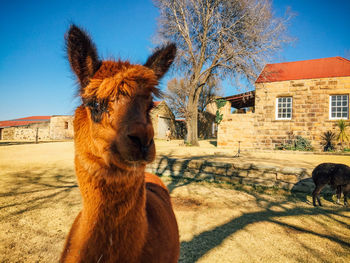 Alpaca close up in front of a building 