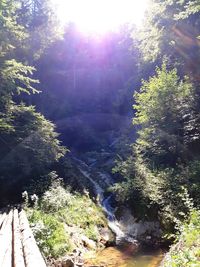 Scenic view of river in forest on sunny day