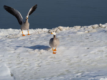 Seagulls flying over snow