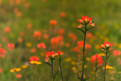 Close-up of flowering plants on land