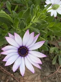 Close-up of purple flower