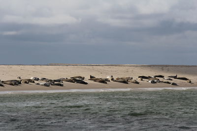 Seals resting at beach against cloudy sky