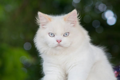 Close-up portrait of white cat