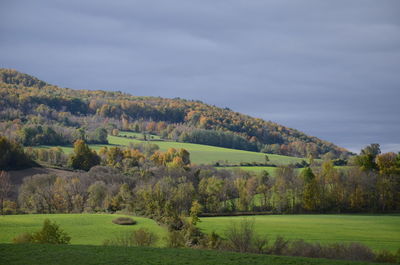 Scenic view of trees on field against sky