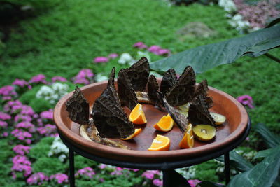 High angle view of food on plant in yard