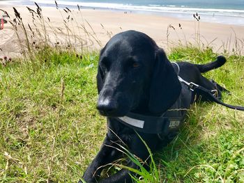 Close-up of black dog on field