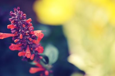 Close-up of red flowering plant