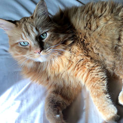 Close-up portrait of a cat looking away