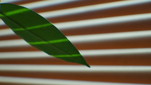 Close-up of multi colored leaf