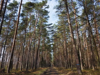 Low angle view of bamboo trees in forest