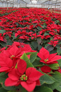 Close-up of red flowers