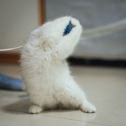 Close-up of white cat