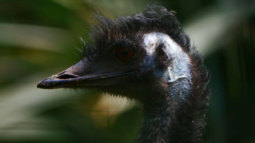 Close-up of a bird looking away
