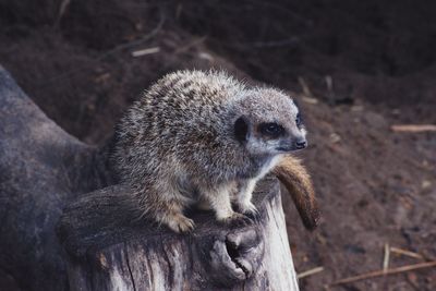 High angle view of an animal on field