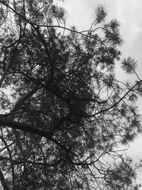 Low angle view of tree against sky