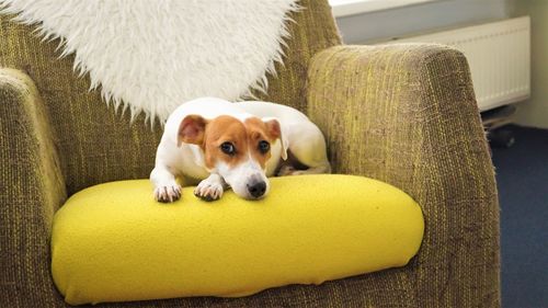 Portrait of puppy on sofa