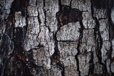 Full frame shot of tree trunk