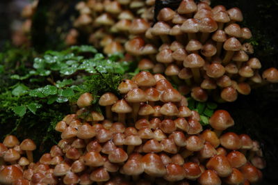 Full frame shot of vegetables