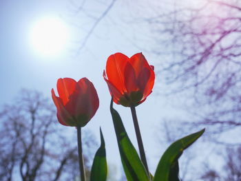 Low angle view of red tulips blooming against sunny sky