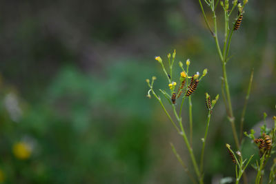 Close-up of insect on flower