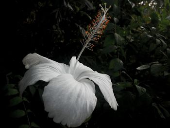 Close-up of insect on plant at night