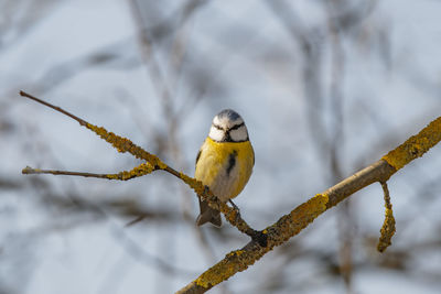 Close-up of bird perching on branch