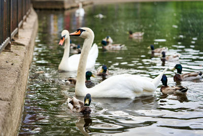 Swans swimming in lake