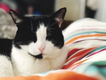 Close-up of cat sitting