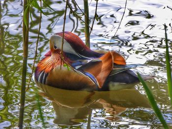 Close-up of duck swimming in lake