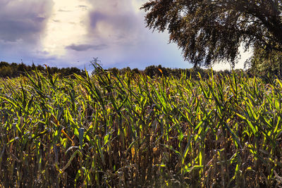 Crops growing on field against sky