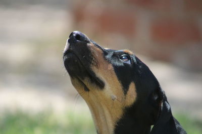 Close-up of dog looking up