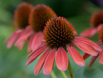 Close-up of red flowering plant