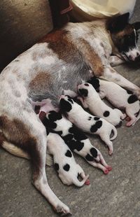 High angle view of dog sleeping at home