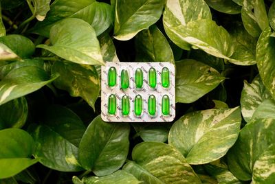 High angle view of leaves in water